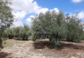 Terreno no urbanizable en venta en la España, Lucena, ref: TR241914 foto