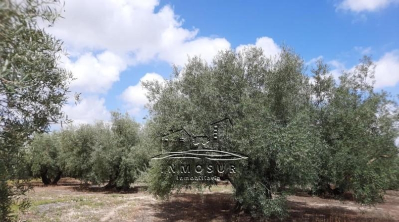 Córdoba - Lucena - 6800m2