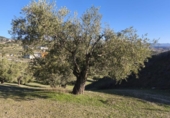 Terreno no urbanizable en venta en la España, Alfacar, ref: TR383839 foto