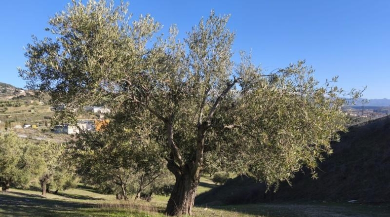 Granada - Alfacar - 10500m2