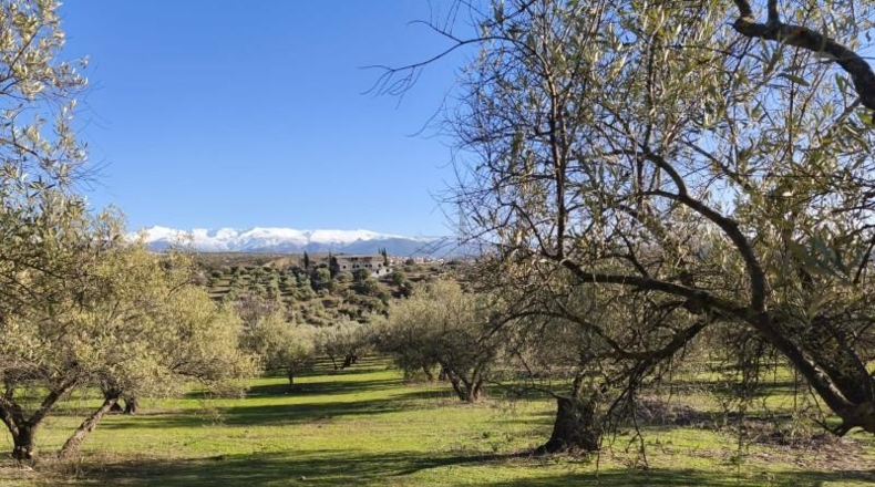 Granada - Alfacar - 10500m2