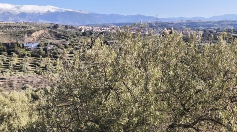Granada - Alfacar - 10500m2