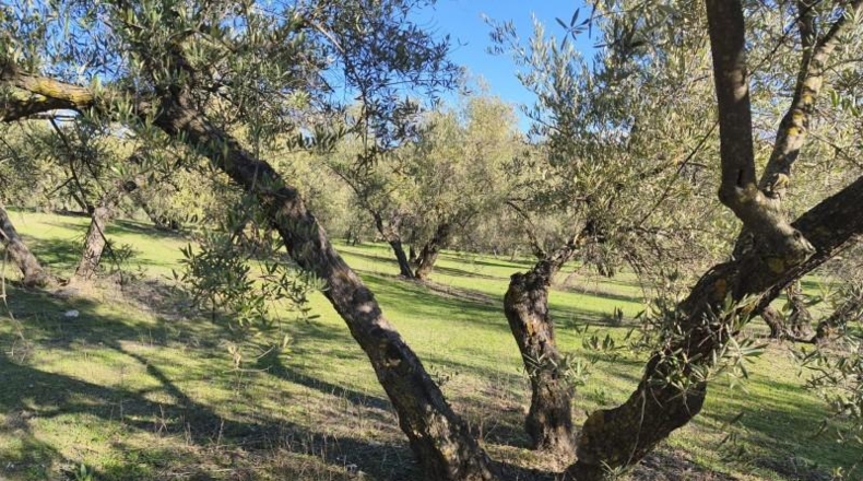 Granada - Alfacar - 10500m2