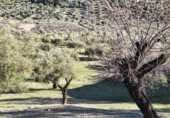 Terreno no urbanizable en venta en la España, Alfacar, ref: TR383839 foto