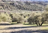 Terreno no urbanizable en venta en la España, Alfacar, ref: TR383839 foto