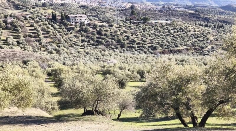 Granada - Alfacar - 10500m2