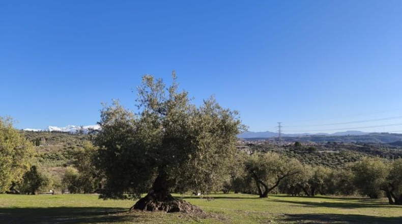 Granada - Alfacar - 10500m2