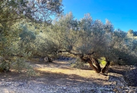 Foto 11