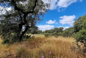 Badajoz 5575&nbsp;m² 