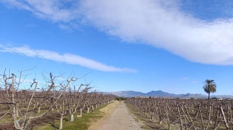 Murcia - Ceutí - 7728m2
