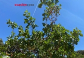 Detached villa with land for sale on España, Fuente Obejuna, ref: TR344594 photo