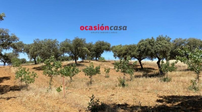 Córdoba - Fuente Obejuna - 43000m2