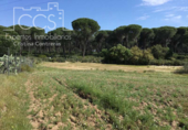 Xalet independent amb terreny en venda a la España, Almonte, ref.: TR291509 foto