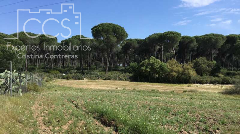Huelva - Almonte - 10000m2