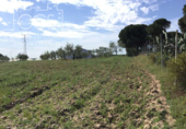 Xalet independent amb terreny en venda a la España, Almonte, ref.: TR291509 foto