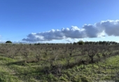 Finca rústica en venda a la España, Bollullos Par del Condado, ref.: TR372660 foto
