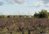 Finca rústica en venda a la España, Bollullos Par del Condado, ref.: TR372660 foto