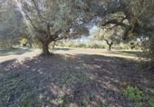 Casa de campo con terreno en venta en la España, Benigànim, ref: TR399165 foto