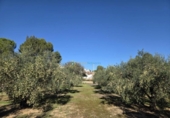 Casa de campo con terreno en venta en la España, Benigànim, ref: TR399165 foto
