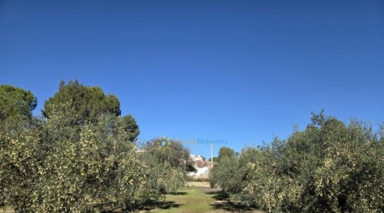 Valencia - Benigánim - 11483m2
