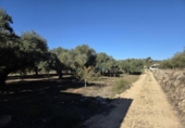 Casa de campo con terreno en venta en la España, Benigànim, ref: TR399165 foto