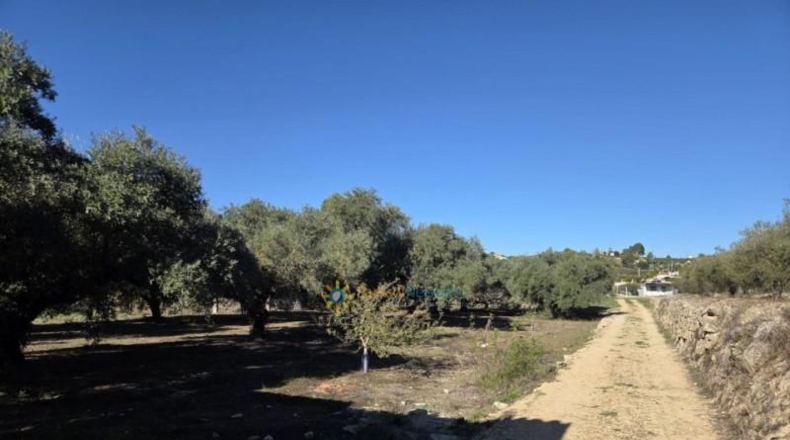 Valencia - Benigánim - 11483m2