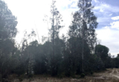 Terreno no urbanizable en venta en la España, Almonte, ref: TR173078 foto