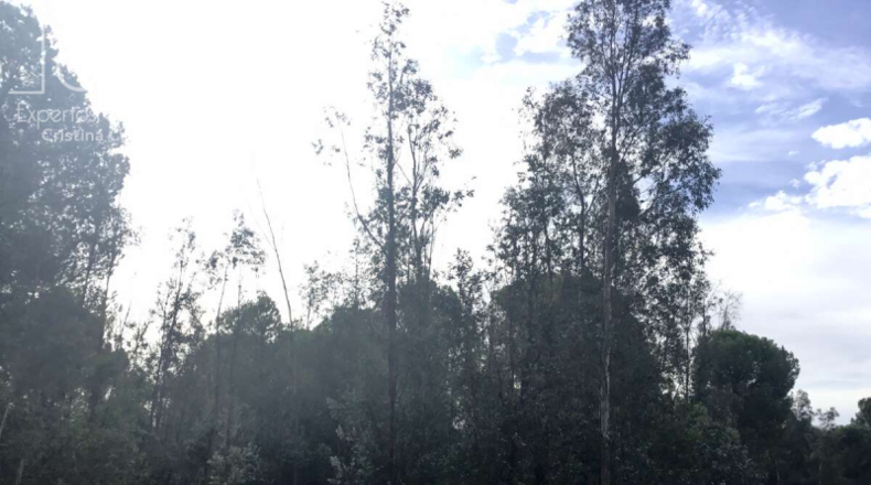 Huelva - Almonte - 57775m2