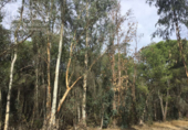 Terreno no urbanizable en venta en la España, Almonte, ref: TR173078 foto