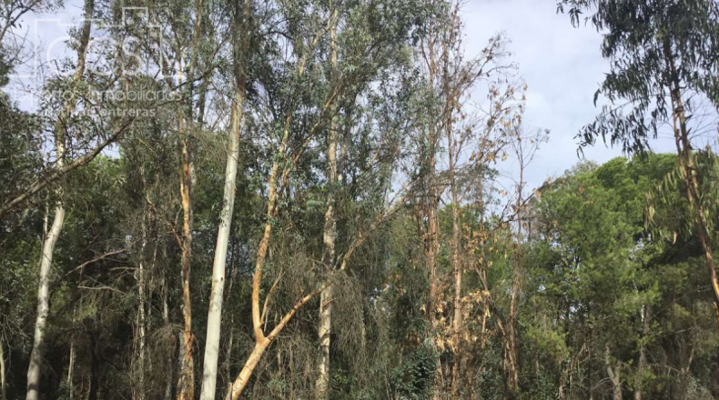 Huelva - Almonte - 57775m2