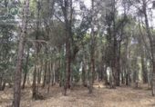 Terreno no urbanizable en venta en la España, Almonte, ref: TR173078 foto