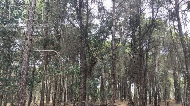 Huelva - Almonte - 57775m2