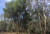 Terreno no urbanizable en venta en la España, Almonte, ref: TR173078 foto