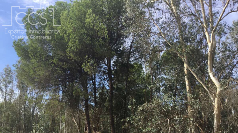 Huelva - Almonte - 57775m2