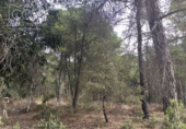 Terreno no urbanizable en venta en la España, Almonte, ref: TR173078 foto