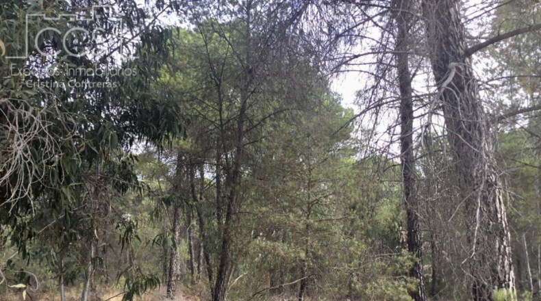 Huelva - Almonte - 57775m2