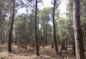 Terreno no urbanizable en venta en la España, Almonte, ref: TR173078 foto