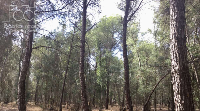 Huelva - Almonte - 57775m2