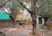 Xalet independent amb terreny en venda a la España, Pedroche, ref.: TR294789 foto