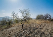 Terreno no urbanizable en venta en la España, Sorvilán, ref: TR117486 foto