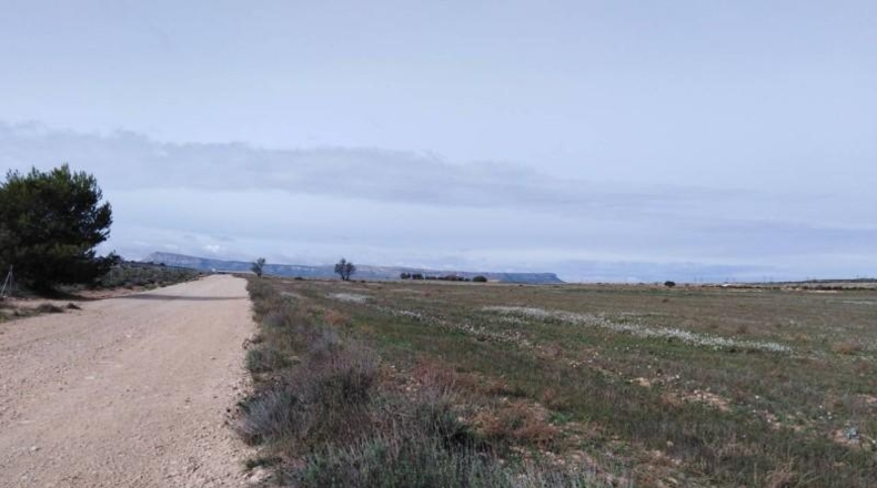 Albacete - Almansa - 40000m2