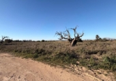 Suelo urbano en venta en la España, La Marina, ref: TR388030 foto