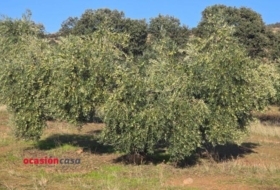 La Granjuela 29540&nbsp;m²