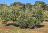 Non-developable land for sale on España, La Granjuela, ref: TR198847 photo