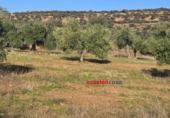 Non-developable land for sale on España, La Granjuela, ref: TR198847 photo