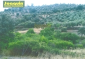Casa con terreno en venta en la España, Montoro, ref: TR412048 foto