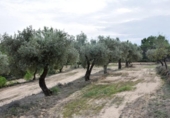 Detached villa with land for sale on España, Horta de Sant Joan, ref: TR302960 photo