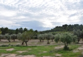 Detached villa with land for sale on España, Horta de Sant Joan, ref: TR302960 photo