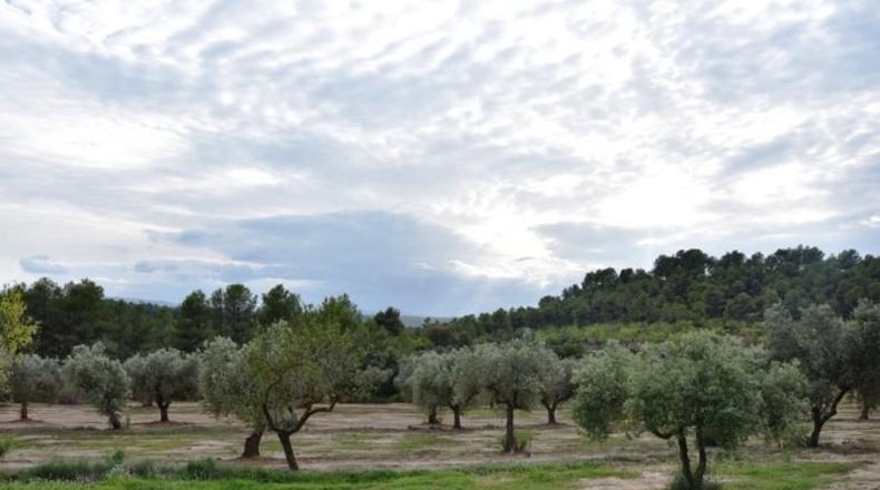 Tarragona - Орта-де-Сант-Жоан - 205515m2