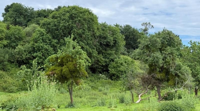 Cantabria - Reocín - 4498m2